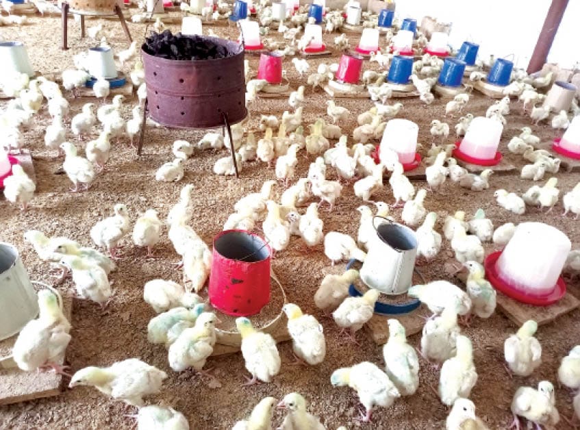 Broilers & Layers